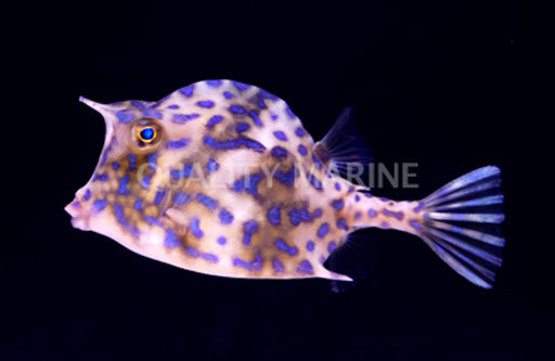 Scrawled Blue Spot Cowfish