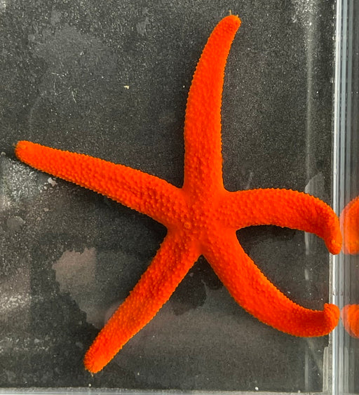 Orange Echinaster Star
