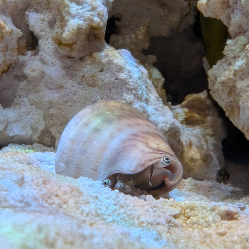 Strawberry Conch