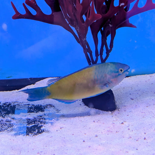 Bullethead Parrotfish