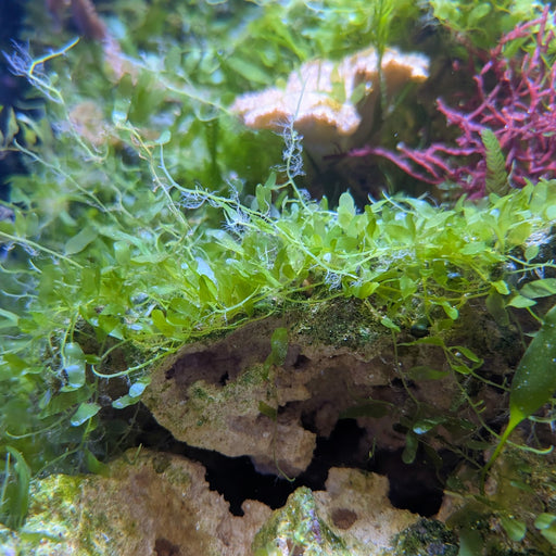Caulerpa Brachypus