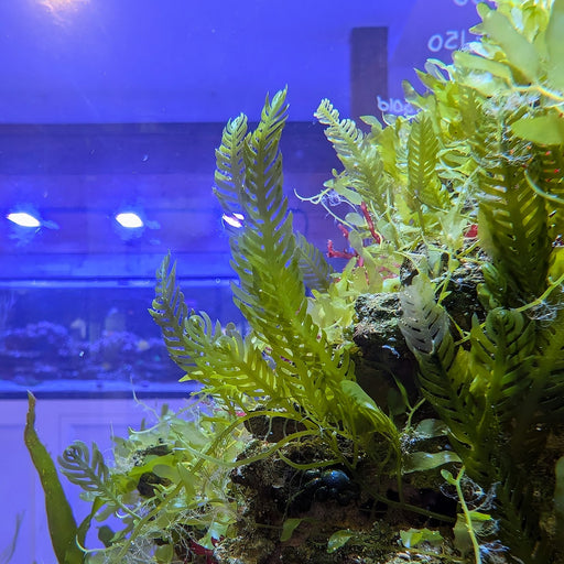 Caulerpa Mexicana