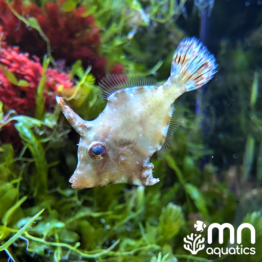 Aiptasia Filefish