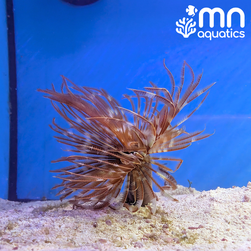 Feather Duster Worm