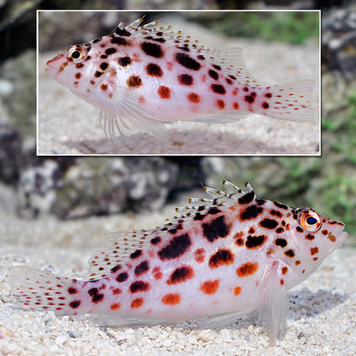 Pixy Hawkfish