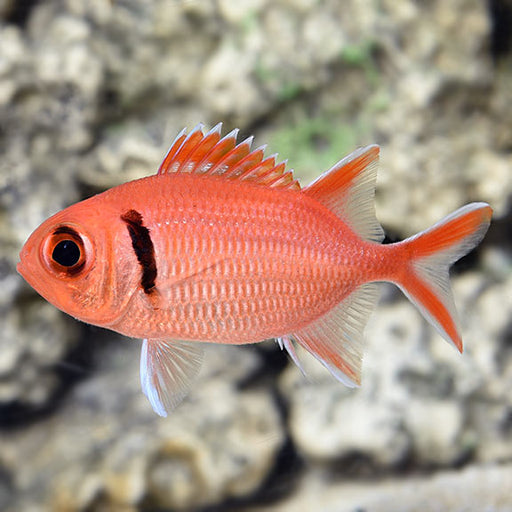 Black Bar Squirrelfish