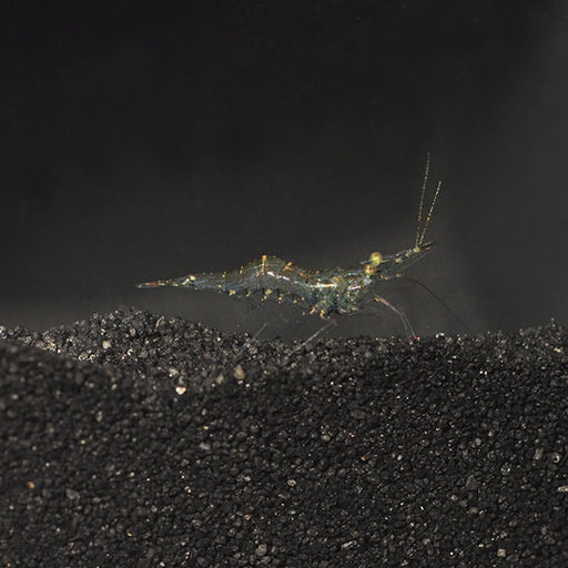 Freshwater Ghost Shrimp