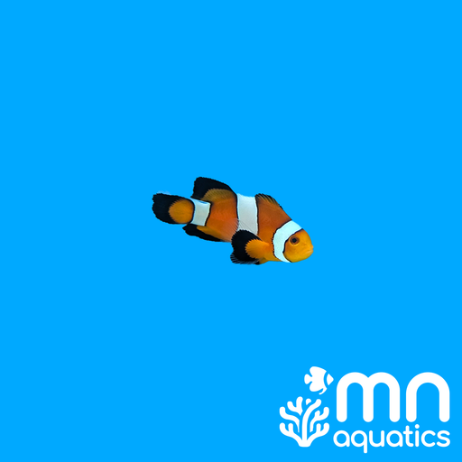 WYSIWYG Longfin Ocellaris Clownfish 2