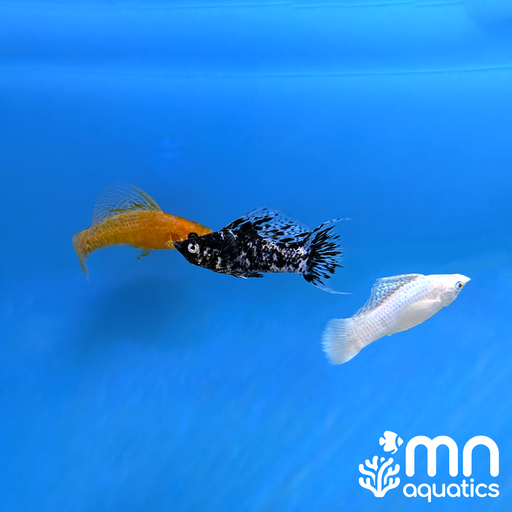Saltwater Sailfin Molly