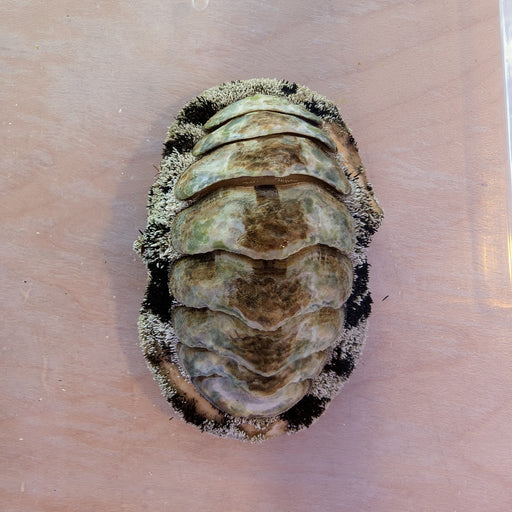 Fuzzy Chiton