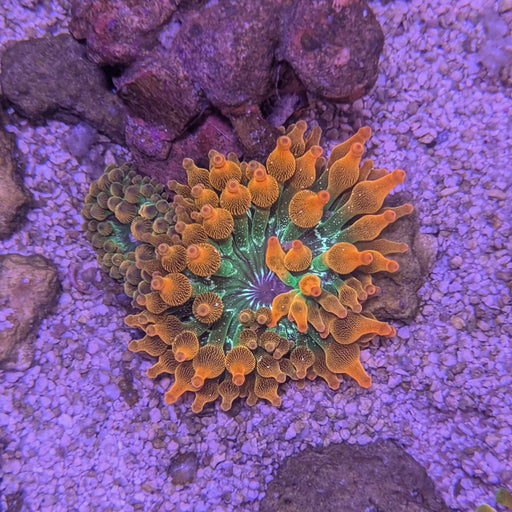Rainbow Bubble Tip Anemone