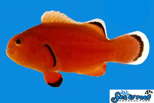 Naked Ocellaris Clownfish