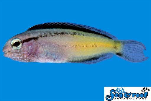 Blackline Blenny