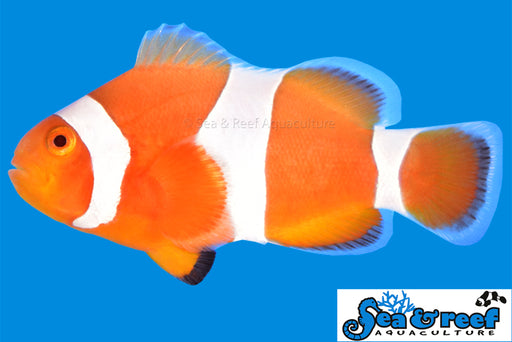 Tangerine Ocellaris