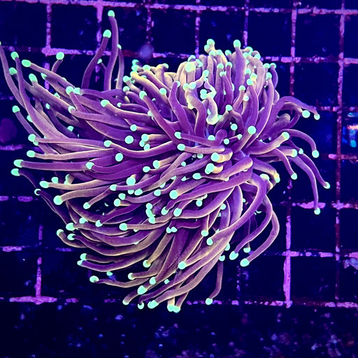 Dragon Soul Torch Coral