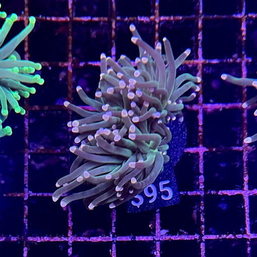 Pink tip Green Torch Coral 117
