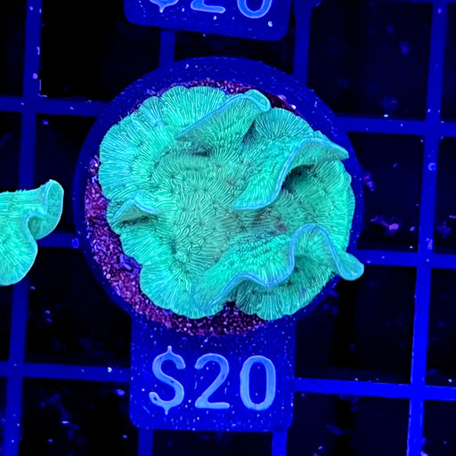 Pavona Coral (Cactus/Chip Coral)