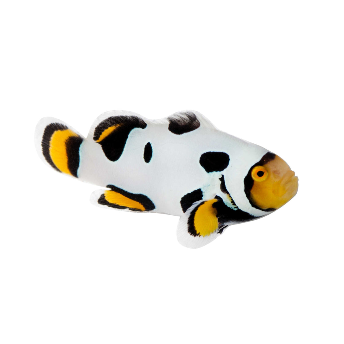 Extreme Onyx Picasso Clownfish