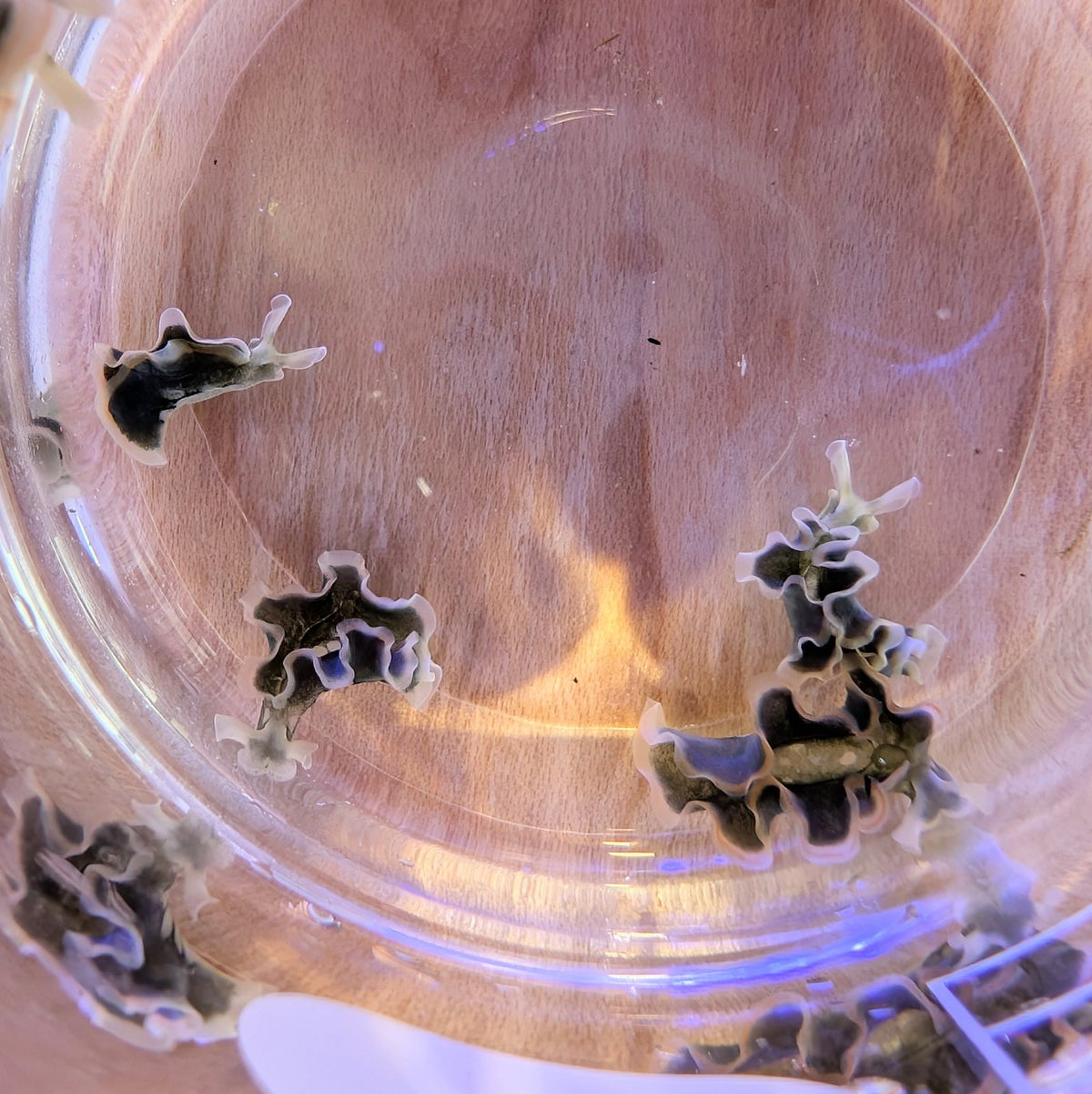 Lettuce Sea Slug