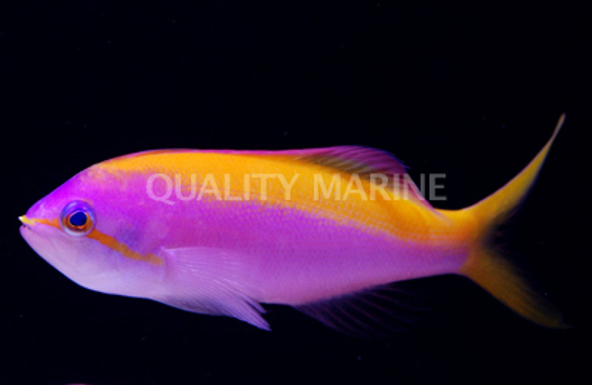Threadfin Anthias