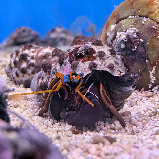 Zebra Hermit Crab