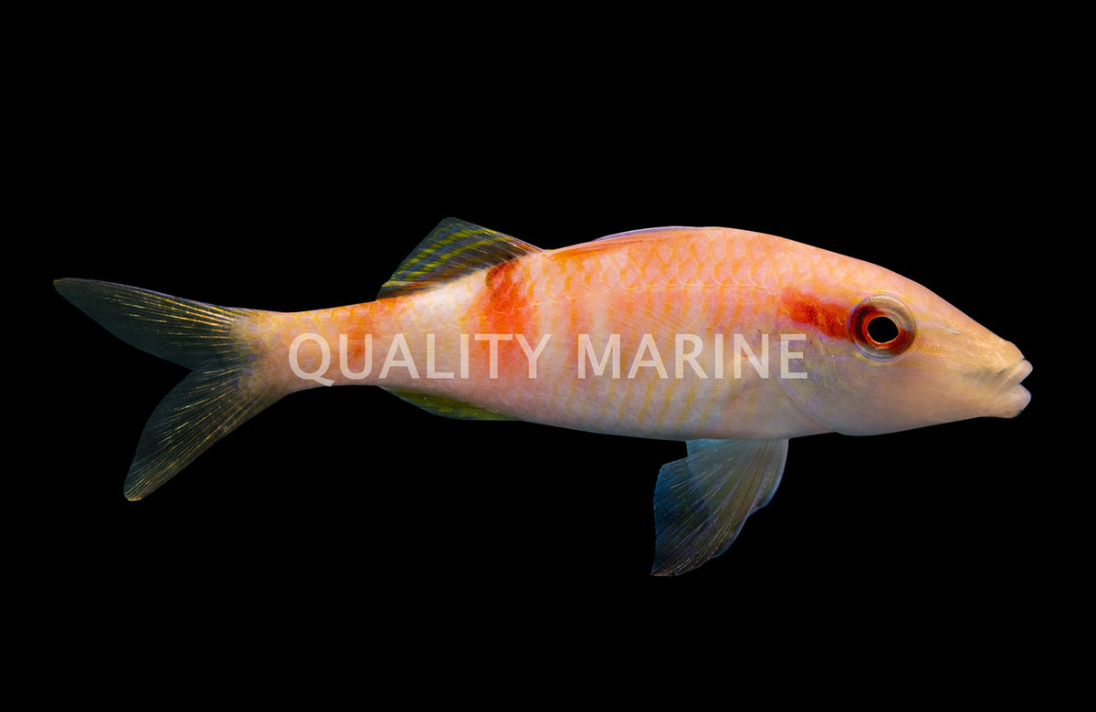 Crimson Manybar Goatfish