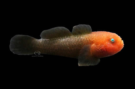 Redhead Clown Goby