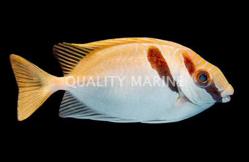 Two Barred Rabbitfish