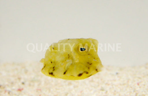 Boston Bean Cowfish