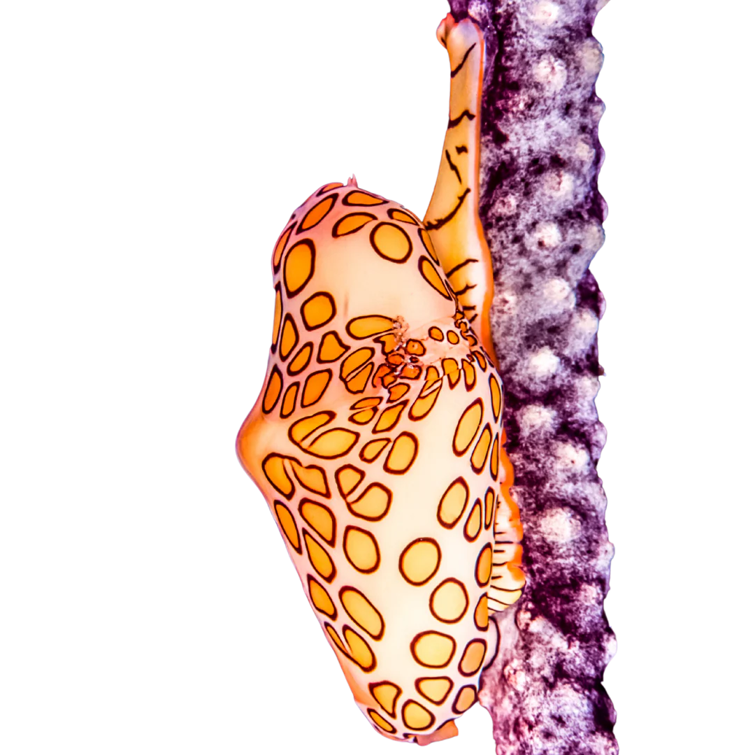 Flamingo Tongue Snail