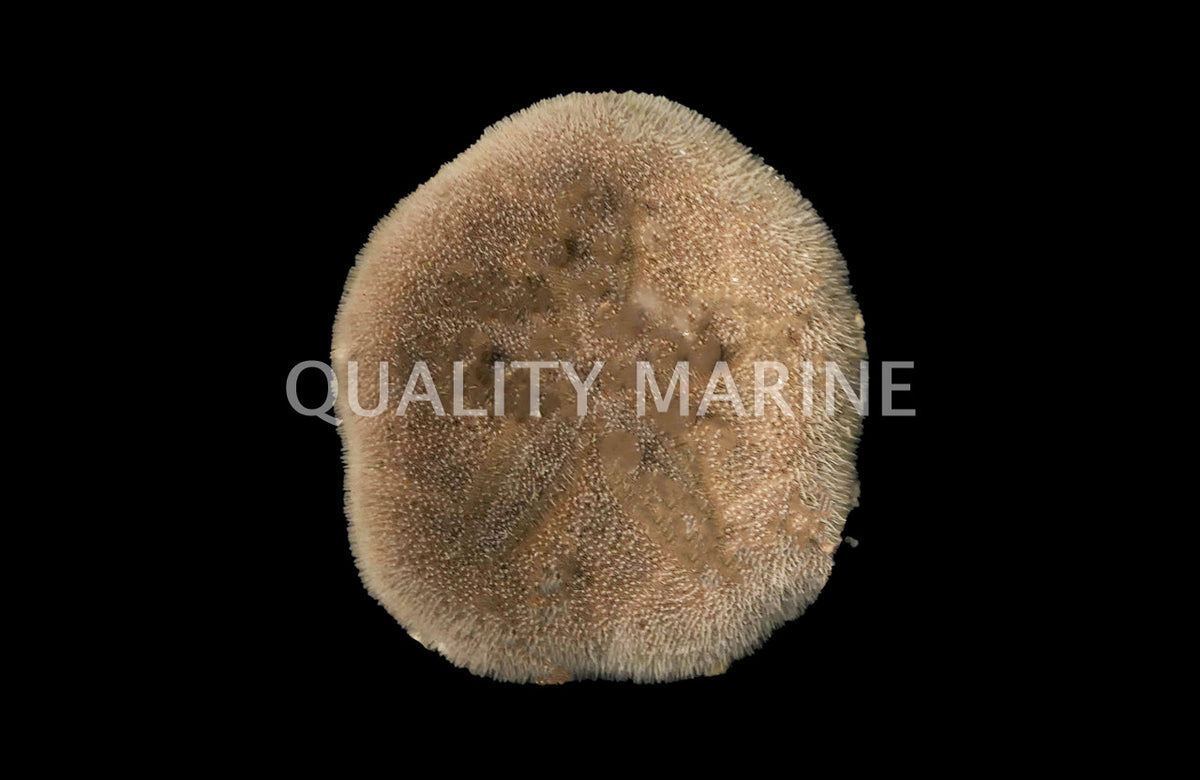 Sand Dollar