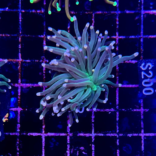 Pink tip Green Torch Coral 112