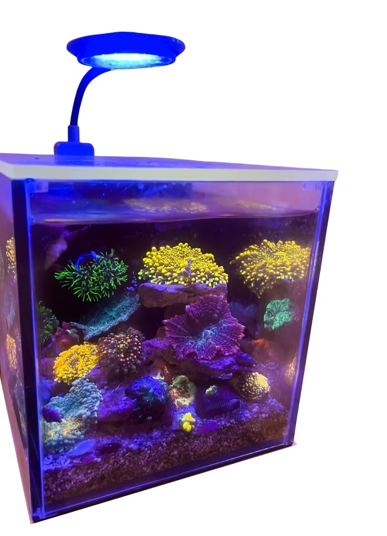 PNW Small-In-One 1 Gallon Desktop Aquarium