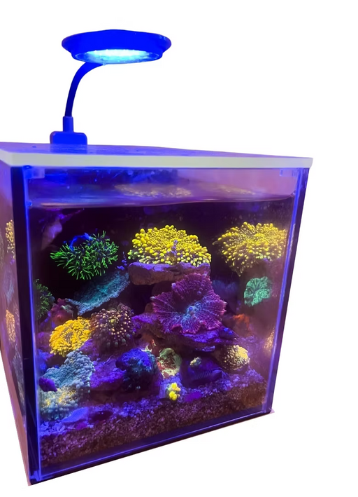 PNW Small-In-One 1 Gallon Desktop Aquarium