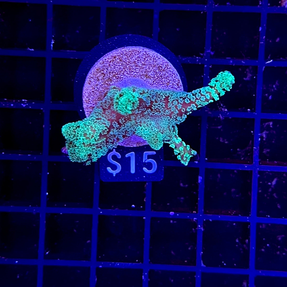 Green Birdsnest Coral