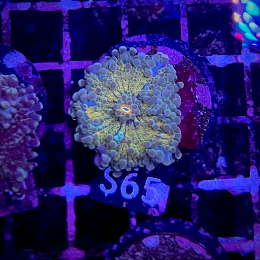 Ricordea Yuma Mushroom Coral