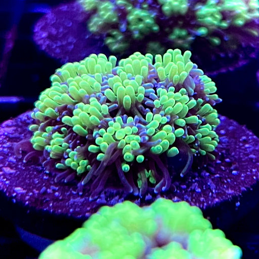 Galaxea Fascicularis (Galaxy) Coral
