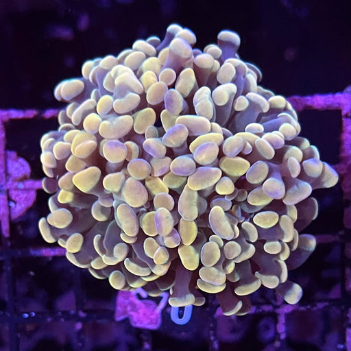 Gold Hammer Coral