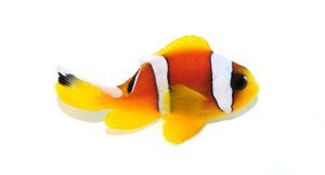 Pearl-Eye Clownfish