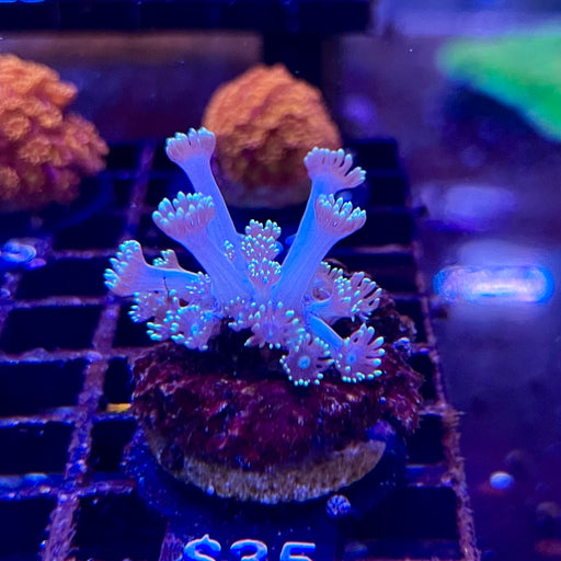 Green Goniopora Aquacultured Frag