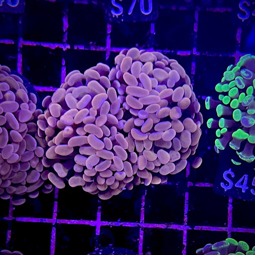 Pink Hammer Coral