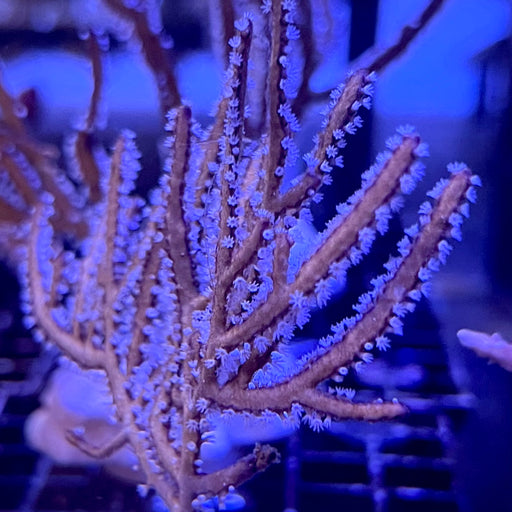 Corky Finger Gorgonian Coral Asst