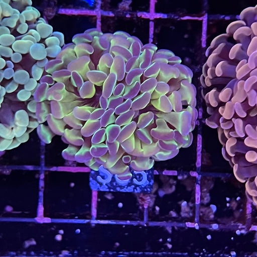 Purple and Green Holo Hammer Coral