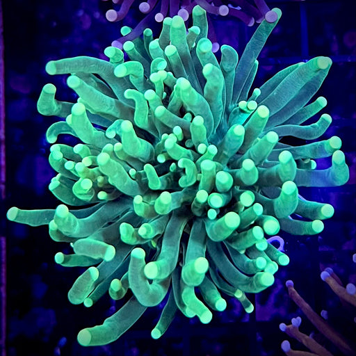 Neon Green Tipped Torch Coral 115