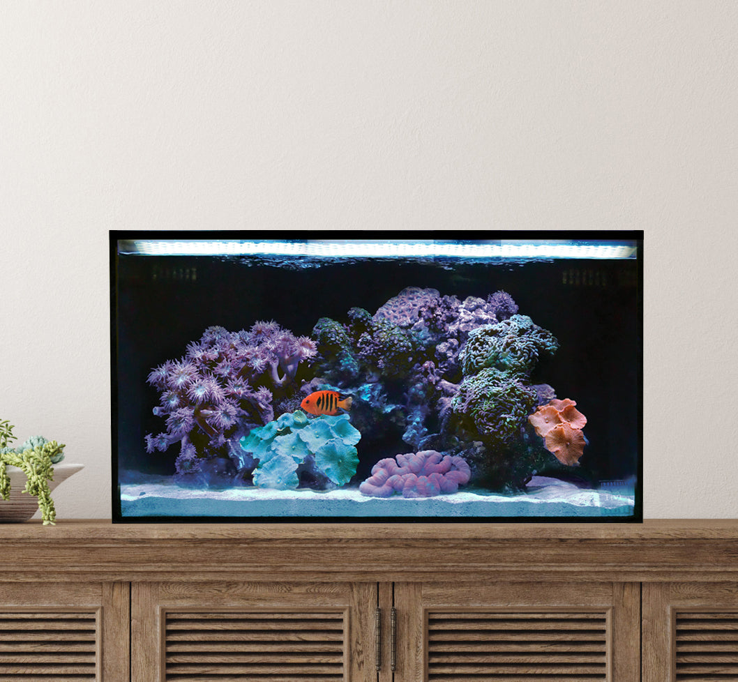 Fusion 20 AIO Cube Aquarium