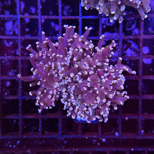 Purple Pink Tip Frogspawn Coral