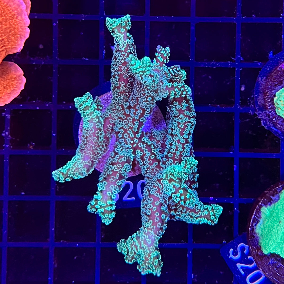 Green Birdsnest Coral