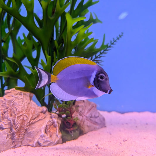 Powder Blue Tang