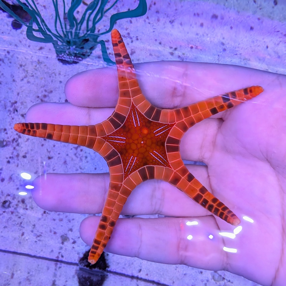 Icon Starfish