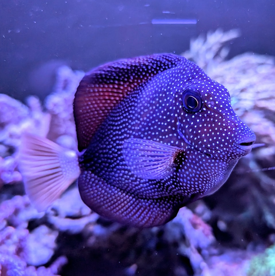 Gem Tang